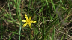 Hypoxis argentea