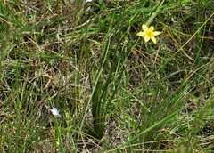 Hypoxis argentea