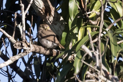 Glaucidium palmarum