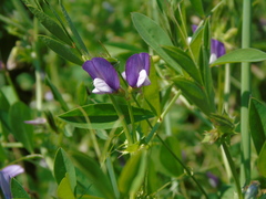 Vicia bithynica