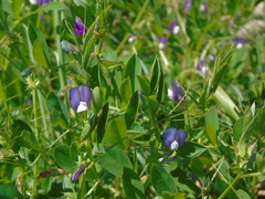 Vicia bithynica