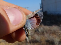 Oedipoda charpentieri