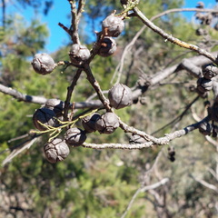 Callitris endlicheri, photograph (c) Ruth Palsson, some rights reserved (CC BY-SA)