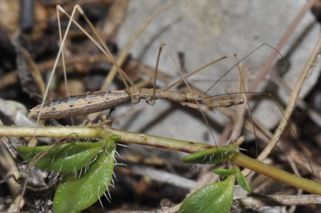 Ploiaria putoni