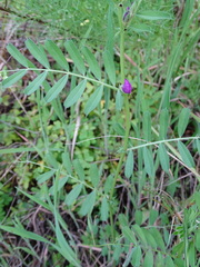Vicia lathyroides