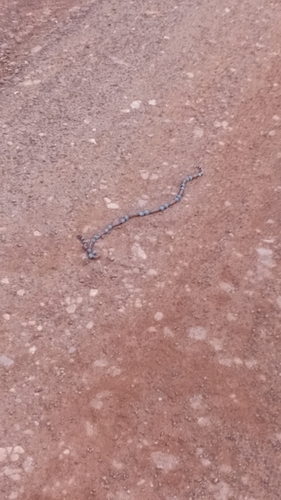 Southern Coralsnake