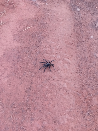 Brazilian Giant Black Tarantula
