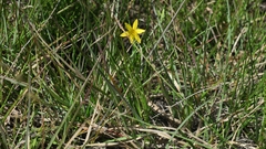 Hypoxis argentea