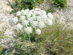 Daucus carota maximus