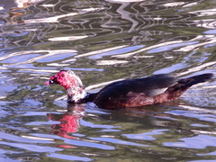 Cairina moschata domestica