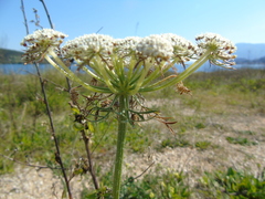 Daucus carota maximus