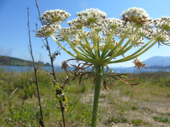 Daucus carota maximus