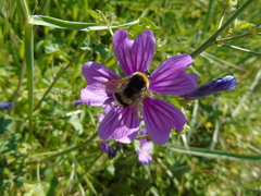Bombus terrestris dalmatinus