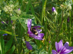 Bombus terrestris dalmatinus