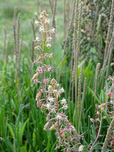 Reseda minoica (Reseda minoica)
