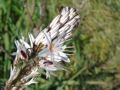 Dionconotus neglectus