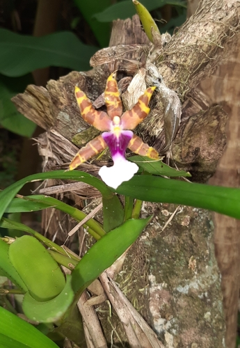 Miltonia clowesii