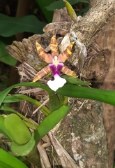 Miltonia clowesii, photograph (c) Paulo Nogueira, some rights reserved (CC BY)