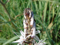 Dionconotus neglectus