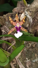 Miltonia clowesii, photograph (c) Paulo Nogueira, some rights reserved (CC BY)