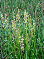 Triglochin barrelieri