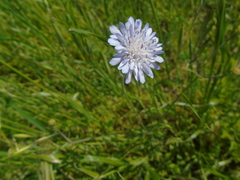 Knautia integrifolia