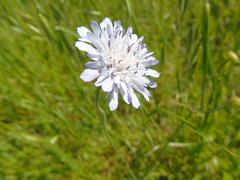 Knautia integrifolia