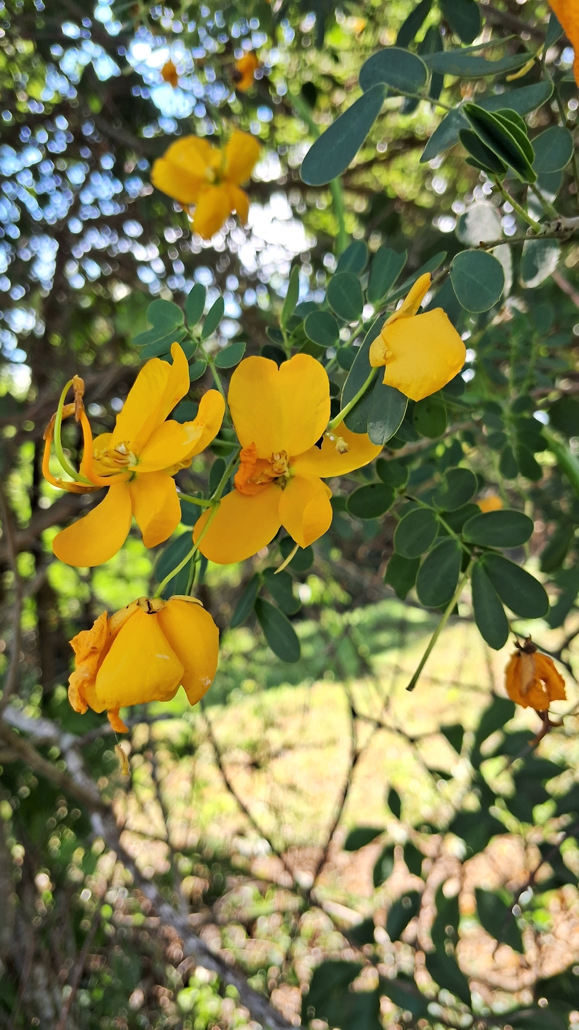 Senna pendula