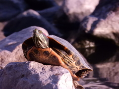 Trachemys scripta elegans