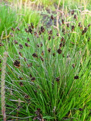 Schoenus nigricans