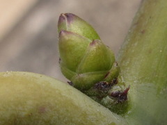 Stauntonia hexaphylla