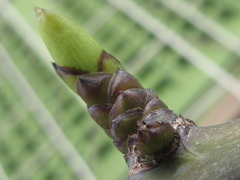 Stauntonia hexaphylla