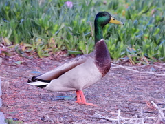 Anas platyrhynchos