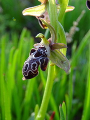 Ophrys kotschyi