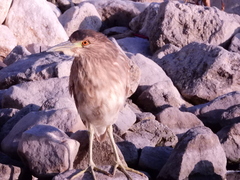 Nycticorax nycticorax
