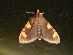 Rehimena infundibulalis