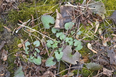 Alliaria petiolata