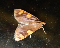 Rehimena infundibulalis
