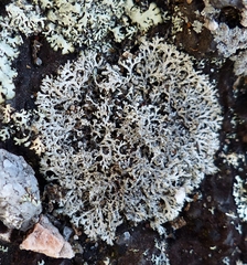 Physcia subtilis