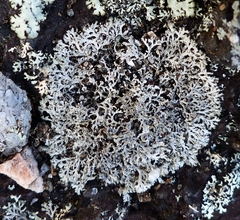 Physcia subtilis
