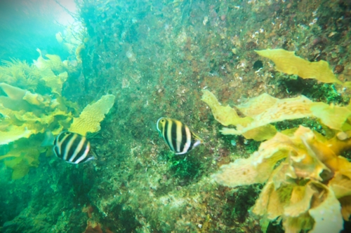 Tilodon sexfasciatus