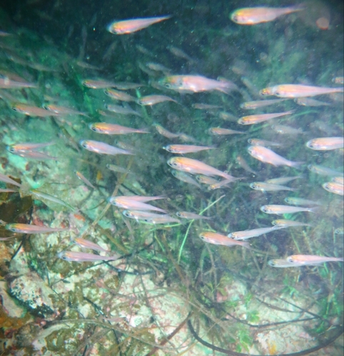 Parapriacanthus elongatus