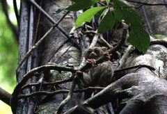 Tarsius spectrumgurskyae