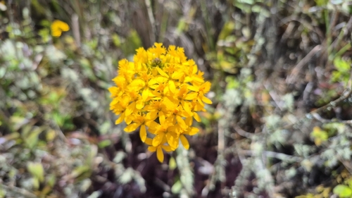 Epidendrum melinanthum