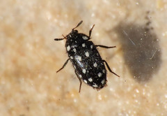 Paranovelsis punctatus