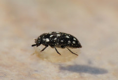 Paranovelsis punctatus