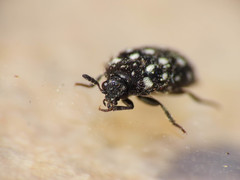 Paranovelsis punctatus