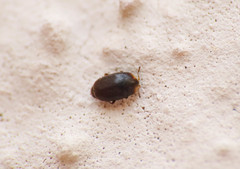 Corylophidae