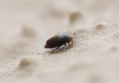 Corylophidae