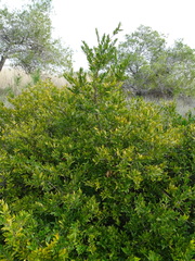 Myrtus communis